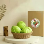Cabbage