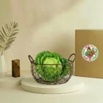 Cabbage Savoy