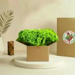 Lettuce Lollo Bionda